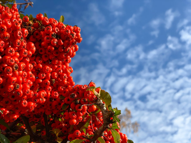 火棘果的图片下载