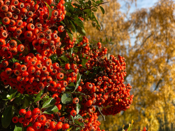 火棘果的图片下载