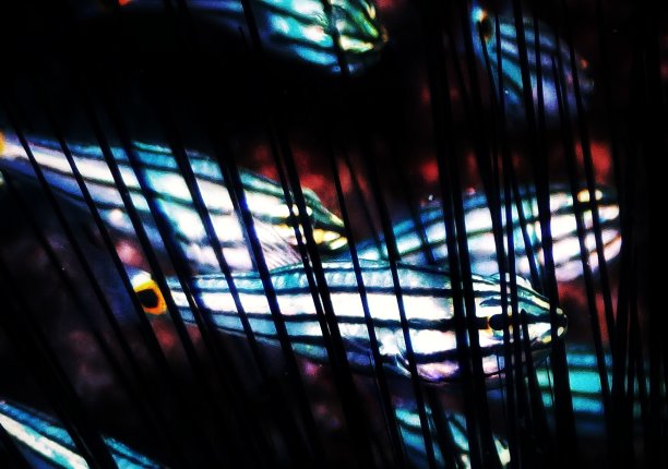 来自地中海的美丽海洋生物图片下载