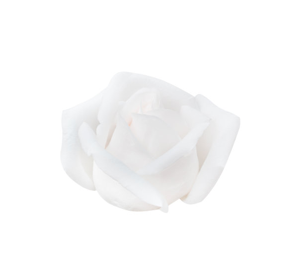 玫瑰花新鲜的白色花瓣图案盛开孤立的白色背景与修剪路径图片下载