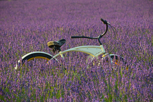 日落时分，薰衣草田里的老式自行车图片下载