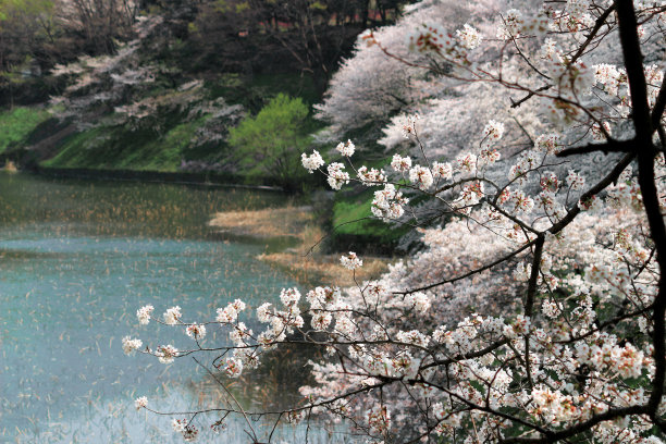 东京的樱花图片下载