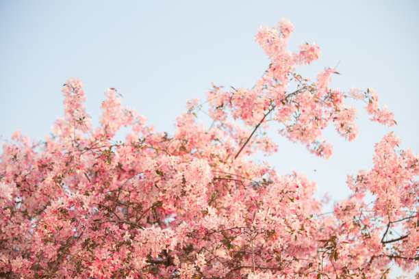 野生樱花图片下载