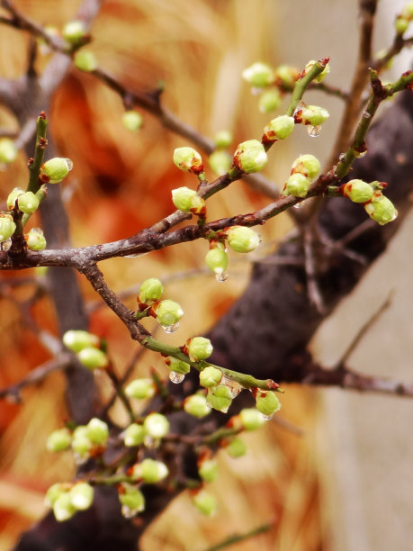 安排鲜花盛开图片下载