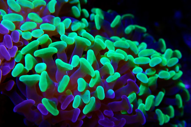 奥林巴斯数码相机图片下载