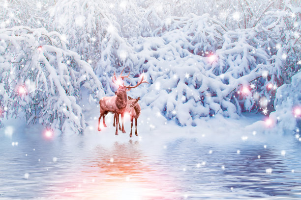 冰雪覆盖的树木。鹿图片下载