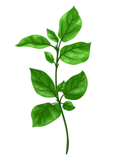 小枝和绿叶的插图。图片下载