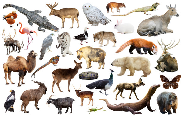 亚洲动物隔离图片下载