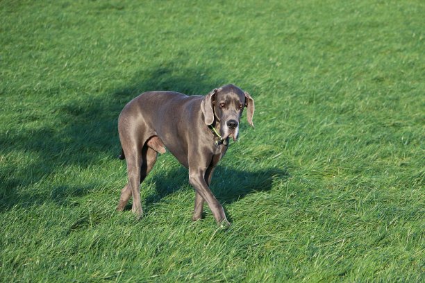 美丽的灰色大丹麦狗在阳光下的花园里散步图片下载