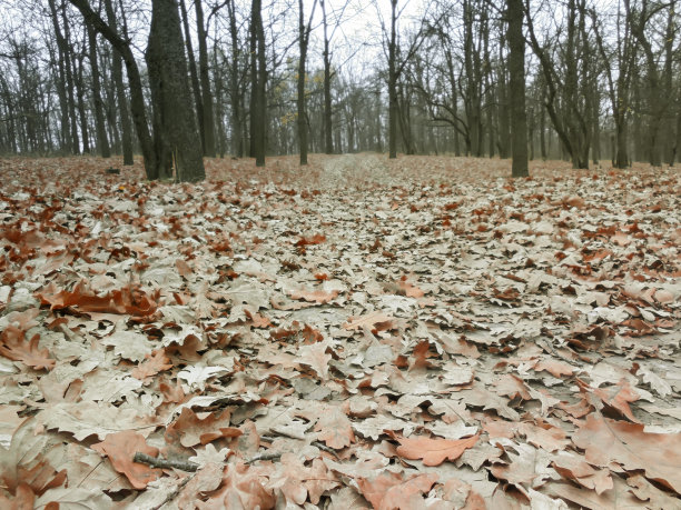 在秋天的森林里，红橙色的落叶落在地上图片下载