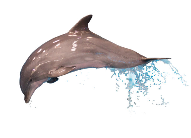 跳跃的海豚孤立图片下载