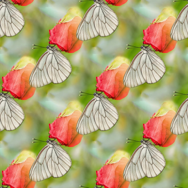 这只黑白相间的白蝴蝶，在一个阳光明媚的日子里，栖息在一朵红玫瑰上。图片下载