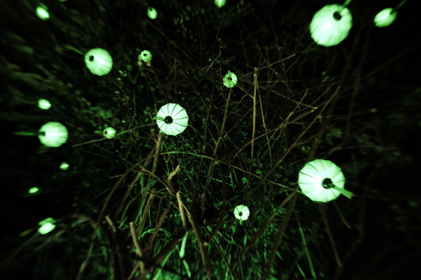 绿色的坡道在树上图片下载