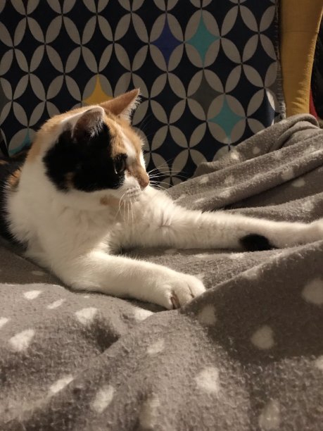 我家有只猫图片下载