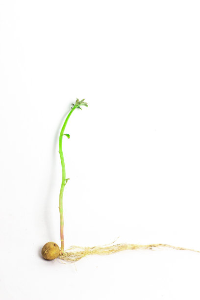 新的马铃薯种子长出来了图片下载