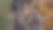 虎头从一边在日光与写作空间图片下载