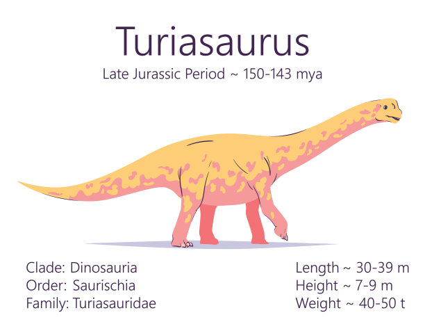 Turiasaurus。蜥脚形亚目恐龙。彩色矢量插图的史前生物turiasaurus和描述特征和生命时期隔离在白色的背景。恐龙化石图片下载