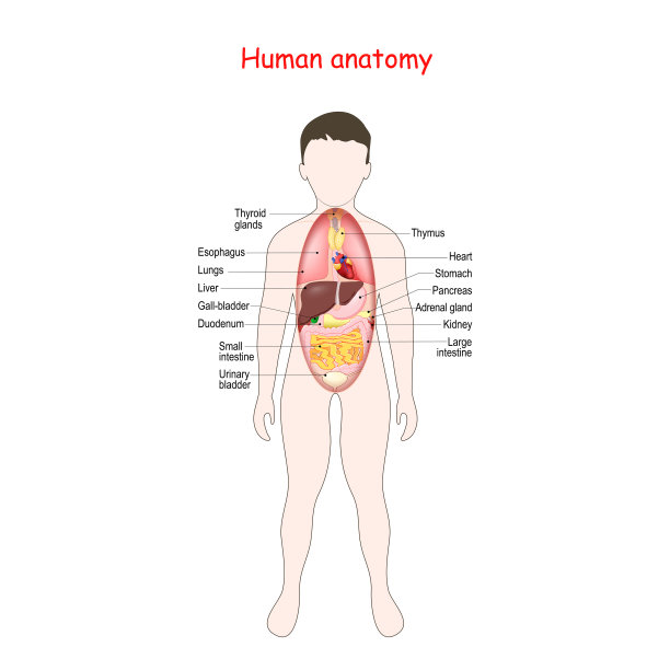 解剖学的孩子。人体有内部器官图片下载