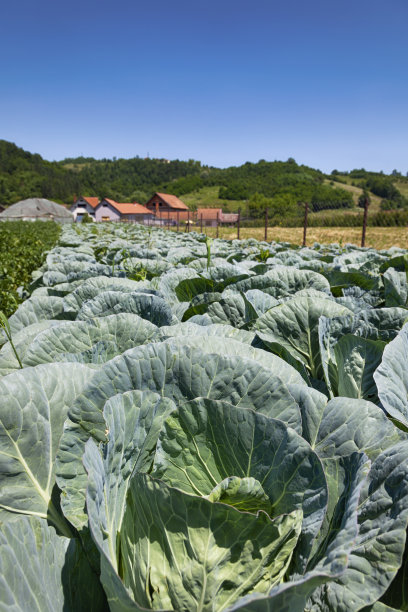 卷心菜图片下载
