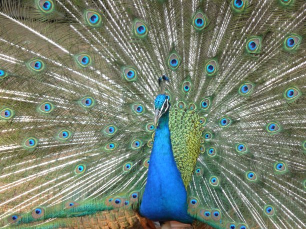 美丽的蓝色孔雀有绿色和蓝色的羽毛。图片下载