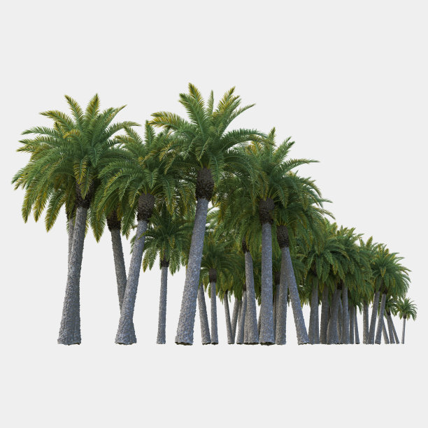 棕榈树孤立图片下载