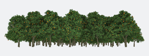 森林孤立图片下载