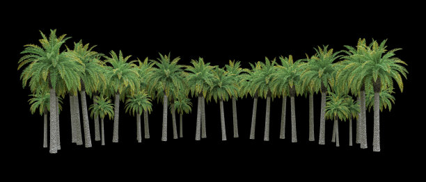 棕榈树孤立图片下载