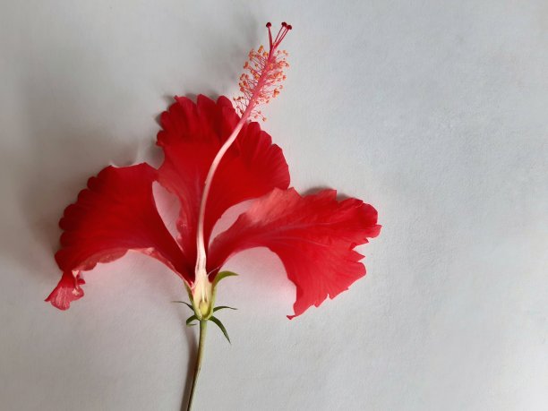 研究芙蓉花的成分图片下载