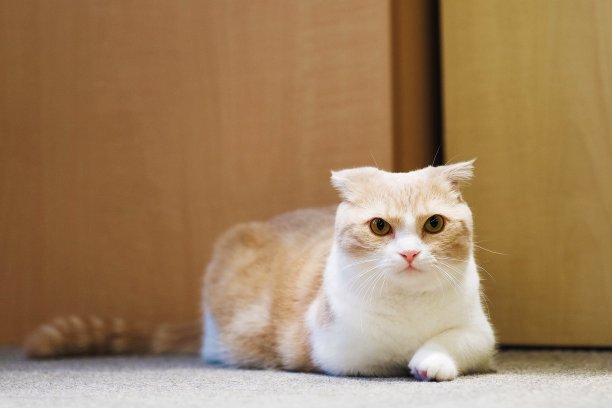 短腿小可爱的猫。图片下载