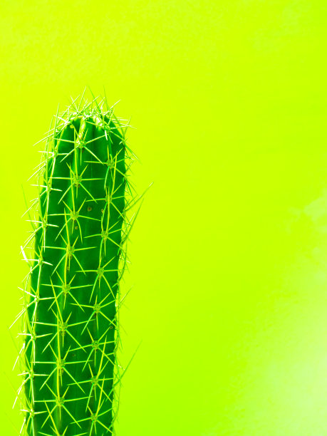 仙人掌在黄色背景与复制空间图片下载