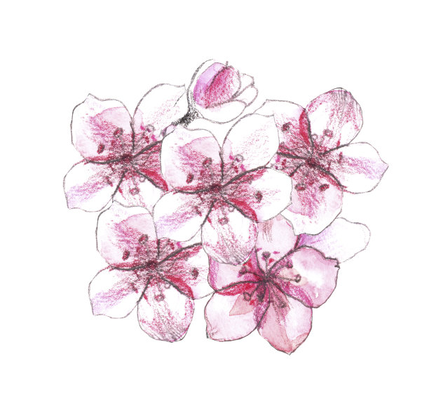 中国的樱花。绘有亚洲传统象征的水彩插画图片下载