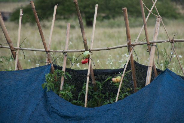 番茄种植图片下载