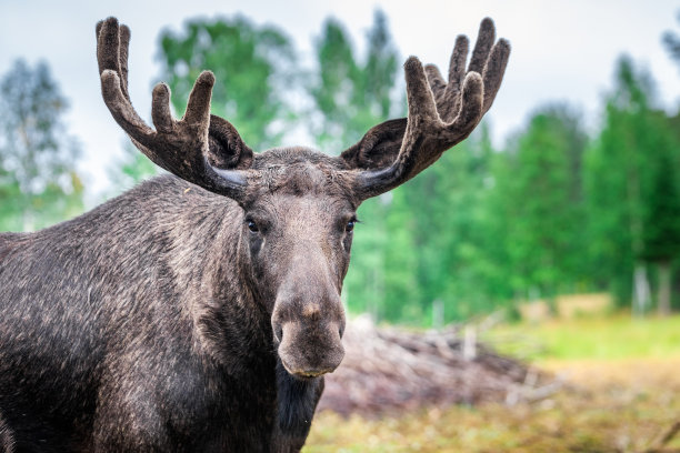 瑞典秋季自然图片下载