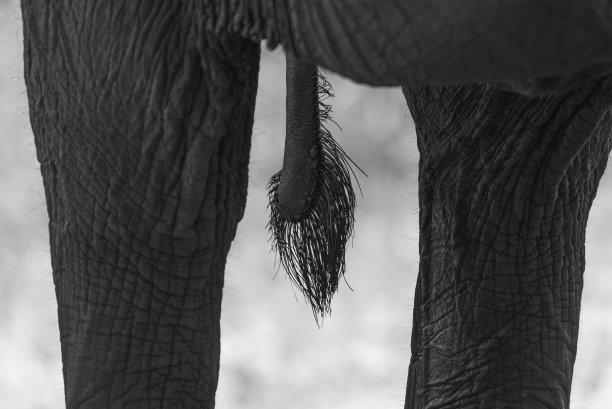 大象尾巴的近距离图片图片下载