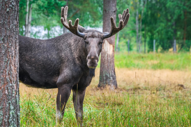 瑞典秋季自然图片下载