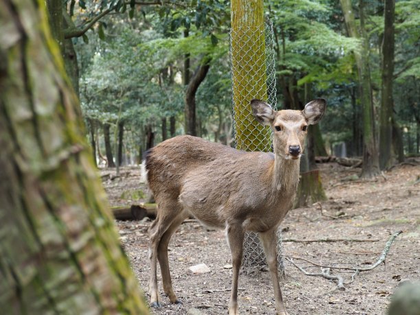 日本奈良市奈良公园里可爱的母鹿图片下载