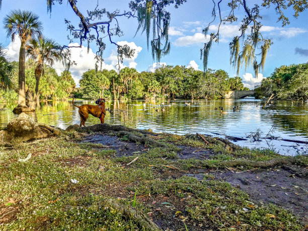 西班牙苔藓下的拳击手狗图片下载