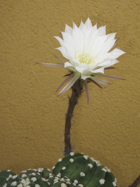 埃奇诺普西斯多路复用图片下载