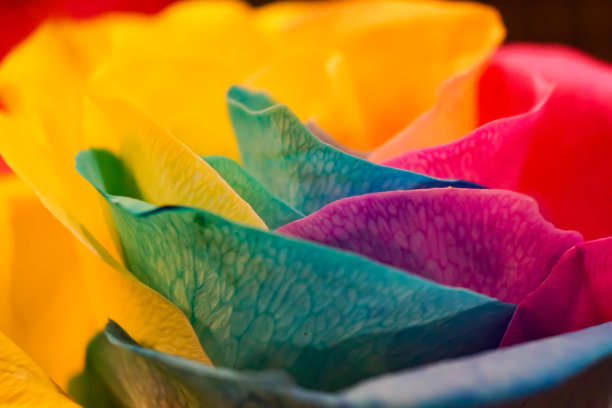 玫瑰与彩虹花瓣宏观图片下载