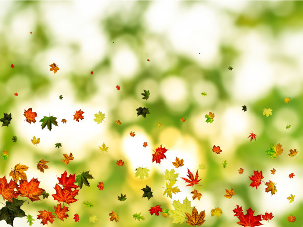 秋天树叶的图案。季节的落叶背景。感恩节的概念图片下载