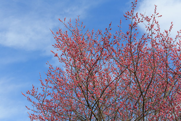 日本花园里盛开的梅花图片下载