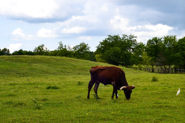 长角牛图片下载