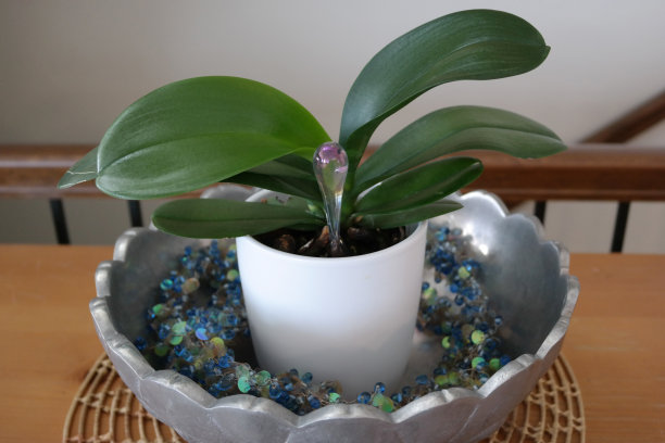 兰花培养图片下载