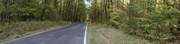 森林中的树木全景图图片下载