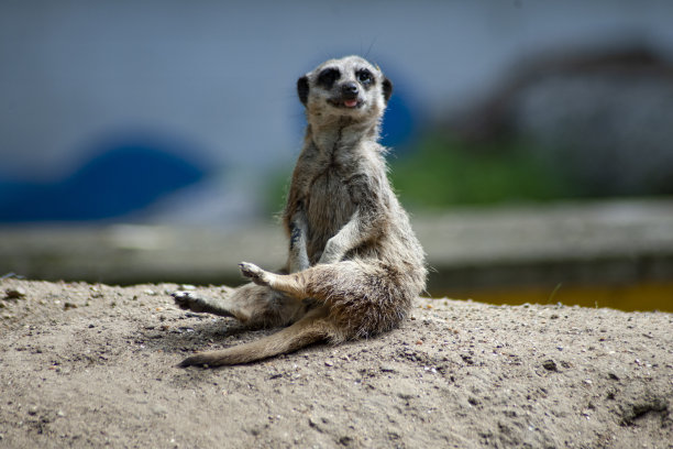 猫鼬正坐在地上图片下载