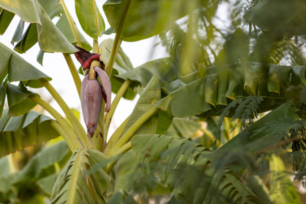 将香蕉芽聚焦在以绿草为背景的树上。亚洲超级水果。热带水果。图片的背景，壁纸和复制空间。香蕉树。生香蕉在树上。图片下载