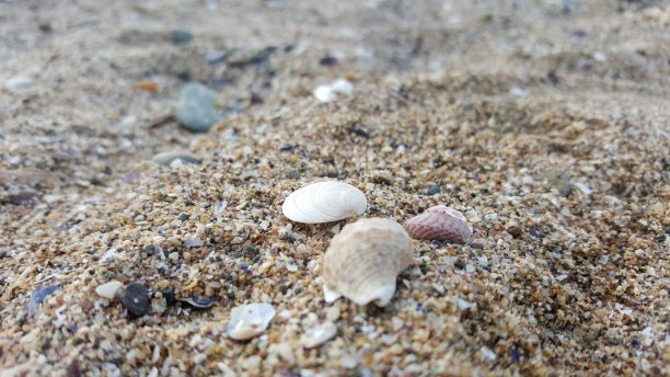 海贝、长春螺、贻贝、蛤、沙岸图片下载