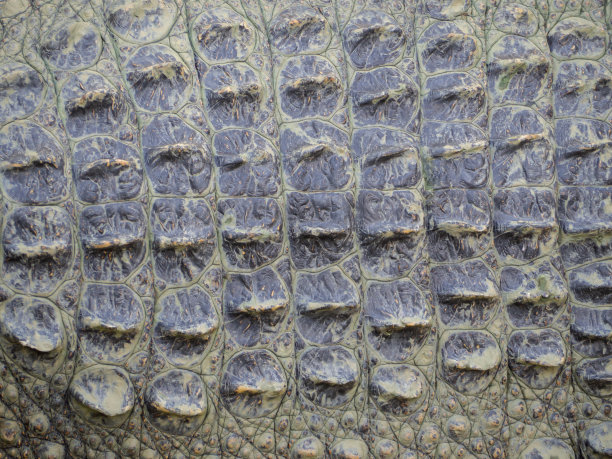 鳄鱼皮纹理。图片下载