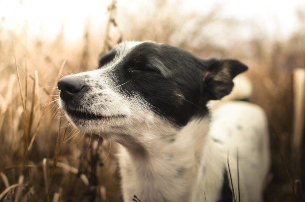 巴辛吉的狗狗正在享受在黄色田野中的侧面、肖像照片图片下载