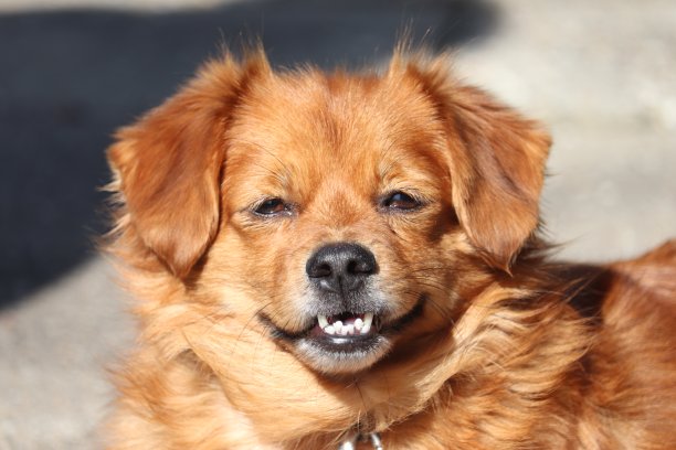 小宠物狗图片下载